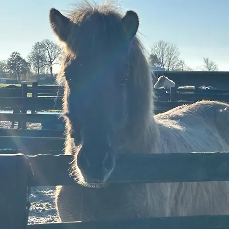 Hestar Husid, Het Luxe Paardenhuis *