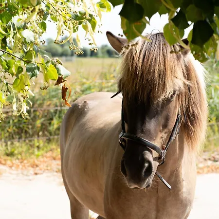 Hestar Husid, Het Luxe Paardenhuis