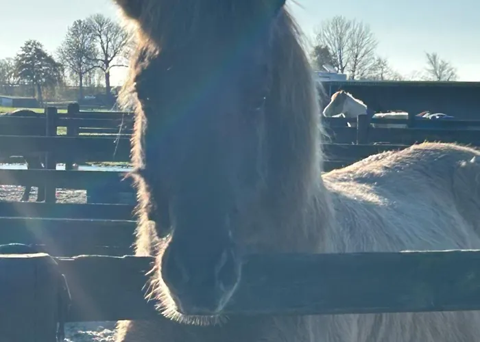 Hestar Husid, Het Luxe Paardenhuis *